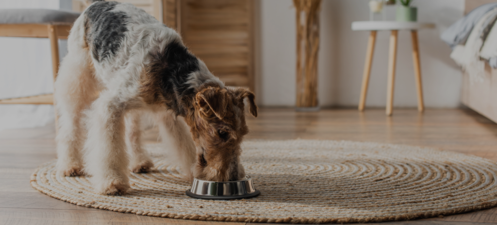 dog treat recipes uk